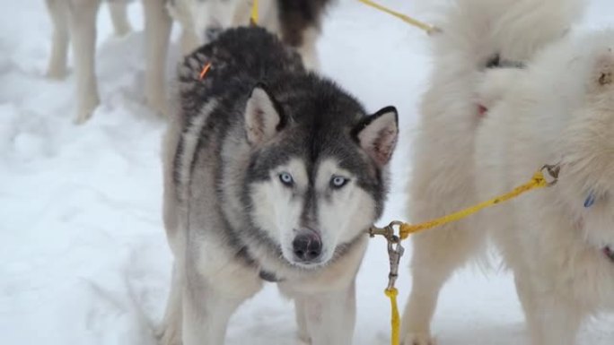 鼻子上有疤痕的阿拉斯加雪橇犬