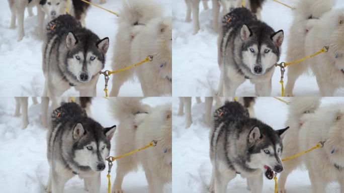 鼻子上有疤痕的阿拉斯加雪橇犬