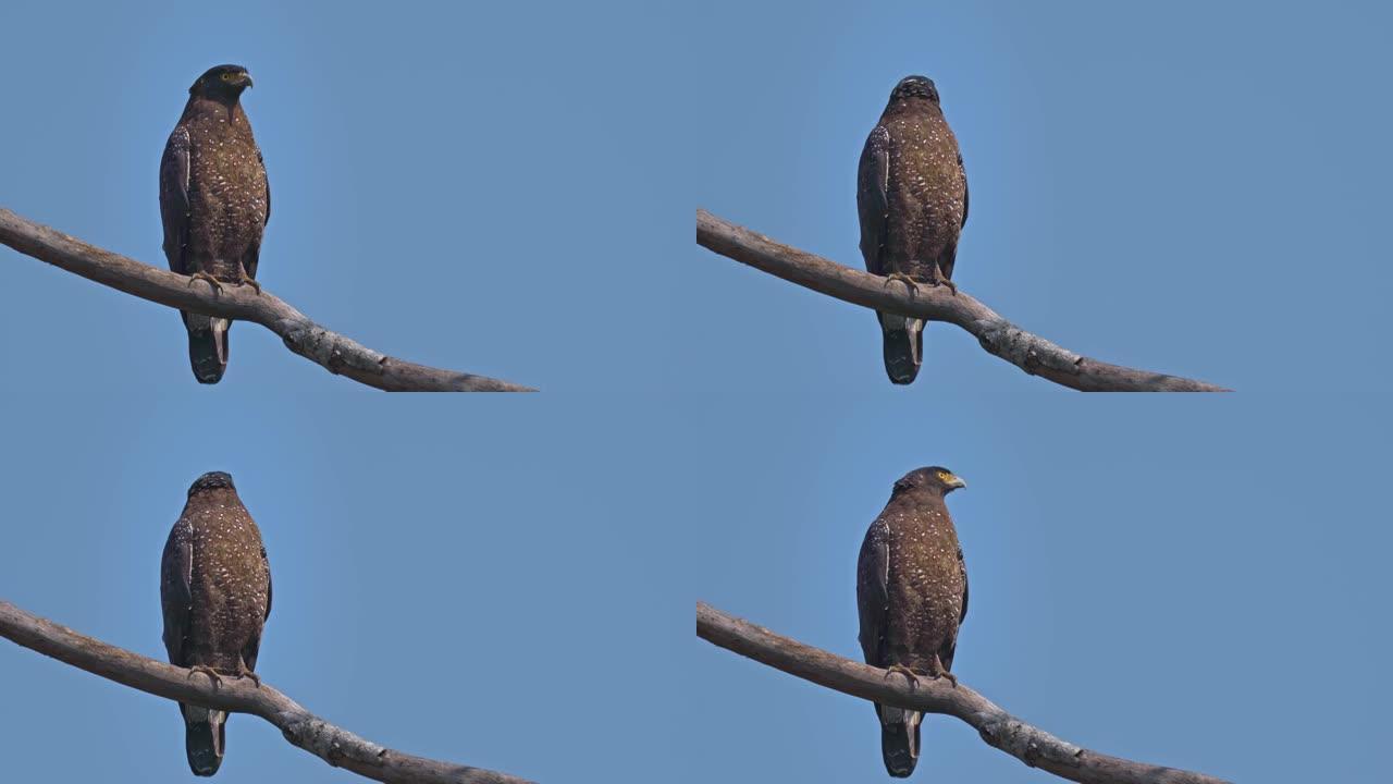 一只雄鹰屹立在台湾的大自然中