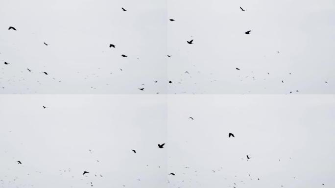 成群的乌鸦以不完美的形式飞翔。慢动作，鸟儿编队飞行。迁徙更大的鸟类编队飞行。大群鸟