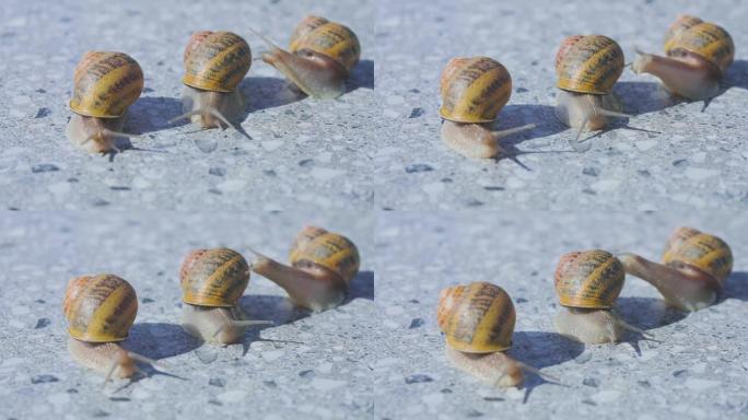 蜗牛特写。许多蜗牛聚集起来。在农场饲养蜗牛。螺旋aspersa最大值