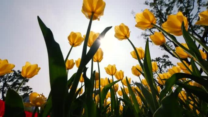 低角度的美丽的黄色郁金香花田在风中，4k背光实时倾斜镜头。