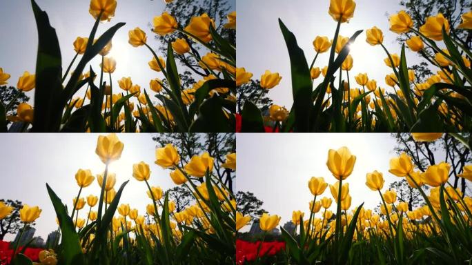 低角度的美丽的黄色郁金香花田在风中，4k背光实时倾斜镜头。