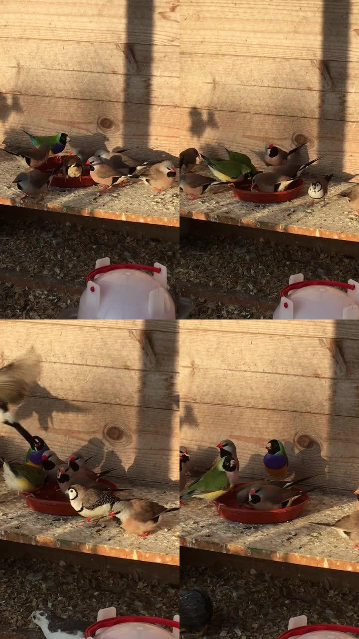 雀在鸟舍里吃东西