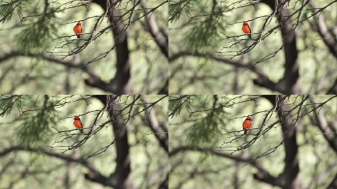 朱红色捕蝇器: 亚利桑那州