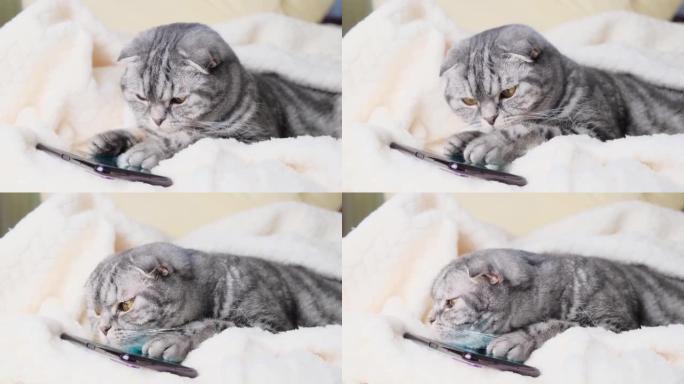 苏格兰折叠智能猫在智能手机中玩耍。
