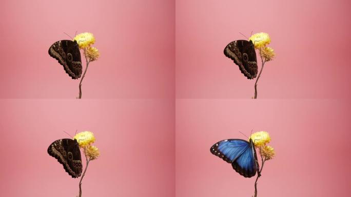 蓝色大闪蝶在粉红色的背景上
