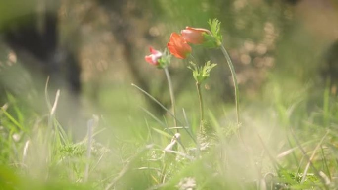 春天的田野里有三朵花。在阳光下的草地上绽放着红色的花瓣花。盛开季节绿草中的野花。日落红花上小昆虫的特