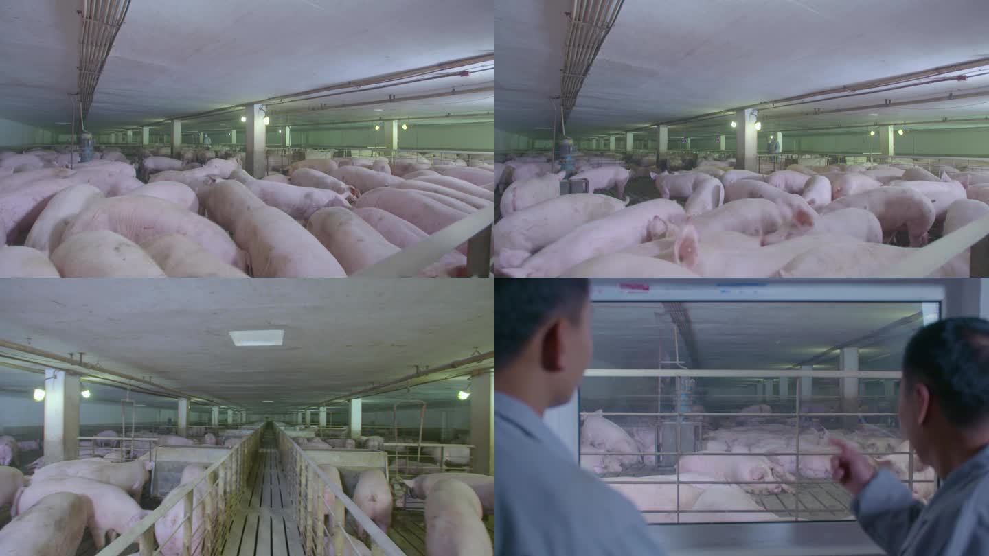 养猪场很多猪、移动镜头2K