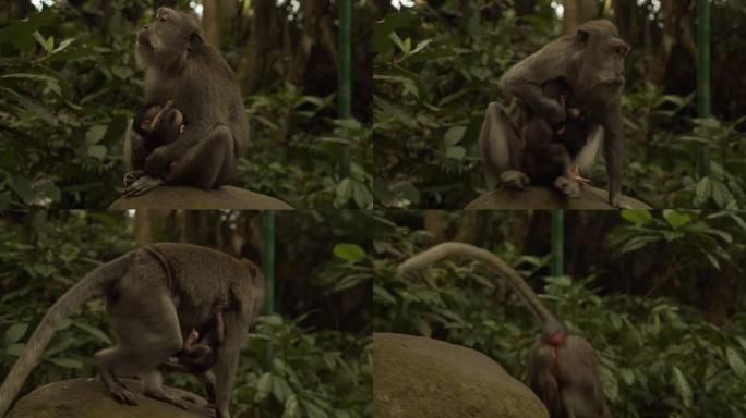 猕猴妈妈和两个哺乳婴儿坐在岩石上。母猴背着两只幼猴紧紧抱在胸前