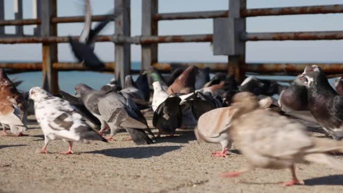 一群饥饿的鸽子在码头上吃和喂食一块面包和鸟籽