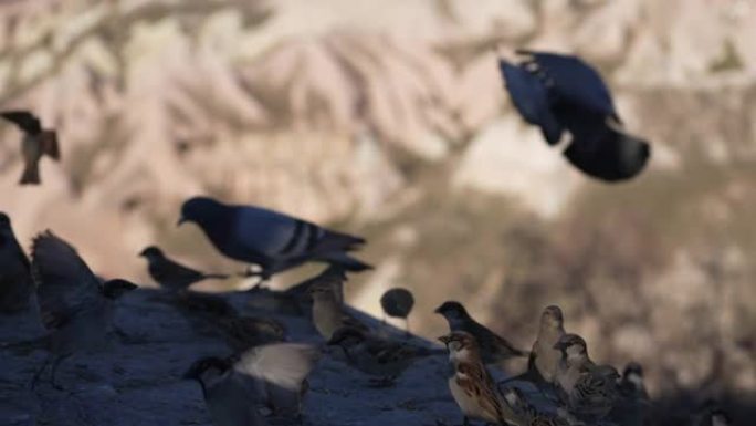 在卡帕多西亚喂鸽子和麻雀的慢动作组