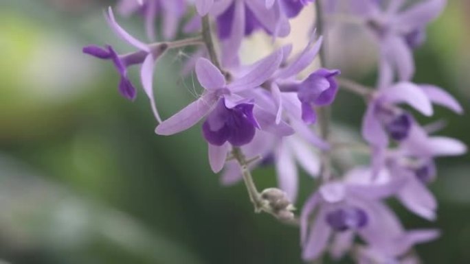 砂纸藤，海燕，风中紫花，自然光背景