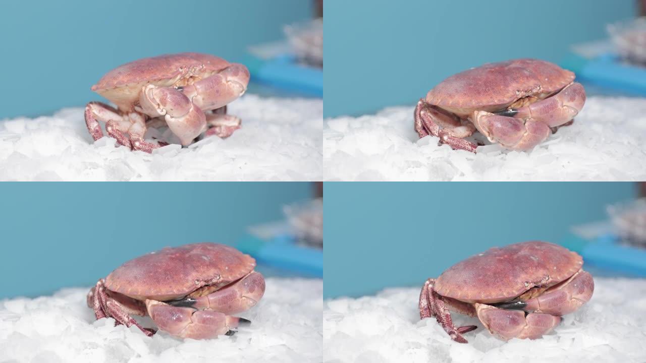 红色的螃蟹在蓝色背景的冰面上爬行