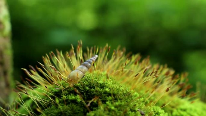 绿色苔藓上的蜗牛