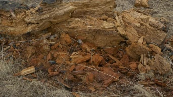 一棵倒下的老树在地上腐烂。气候问题