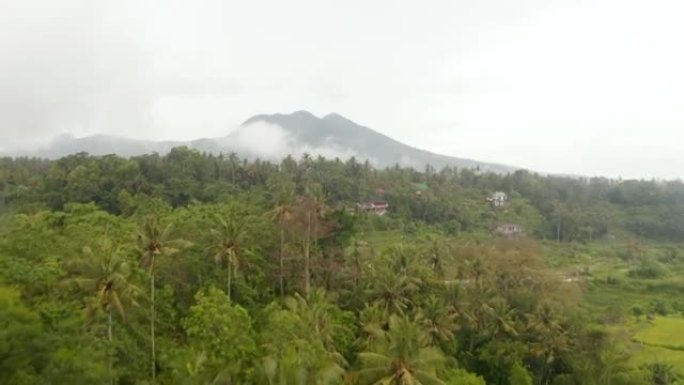 亚洲的热带雨林和稻田，背景是孤独的山峰。印度尼西亚巴厘岛丛林中的农场种植园的鸟瞰图