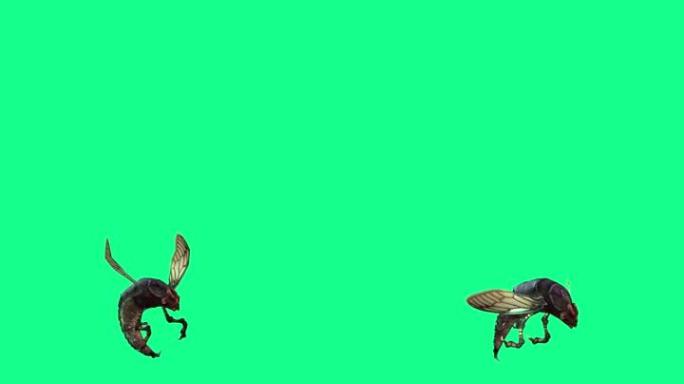 4k垂直视频信息-蜜蜂黄蜂在绿屏上飞行和攻击