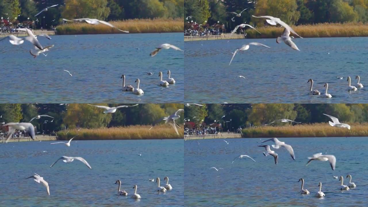 海鸥飞过湖面
