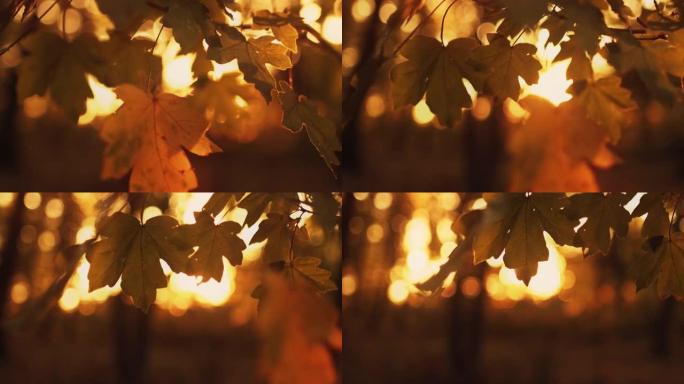 秋叶森林郁郁葱葱的金叶波克之光