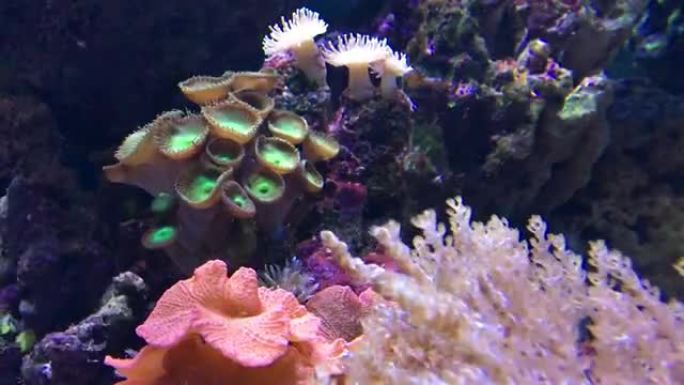 明亮的五彩珊瑚从海浪中摇曳。水下生命。珊瑚礁。