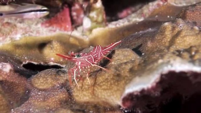 珊瑚礁上的宏喙虾