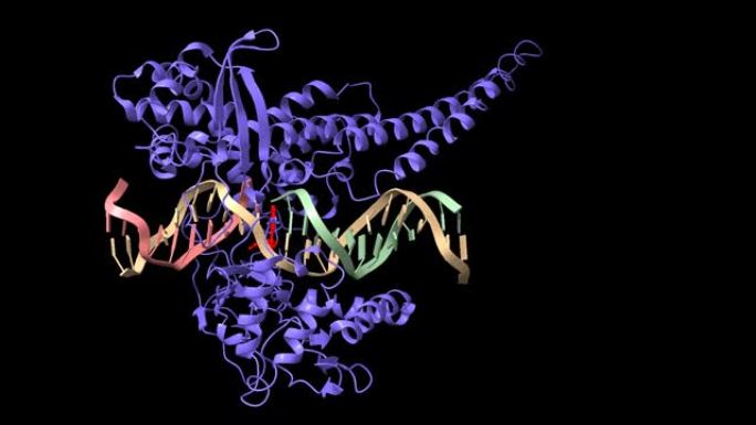 人DNA拓扑异构酶I (紫罗兰色) 与吲哚咔唑SA315F (红色) 的复合物以及与DNA双链体的共