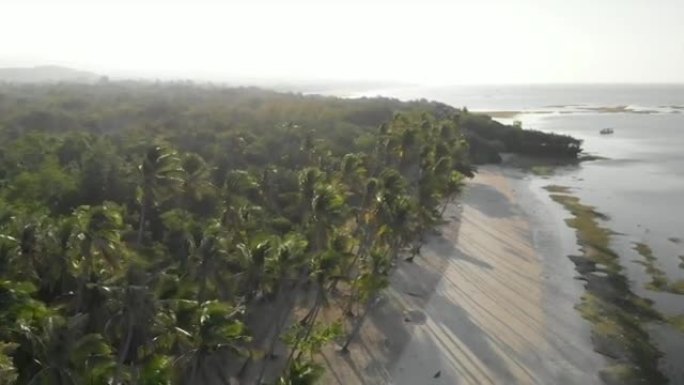 早上棕榈树海滩的鸟瞰图