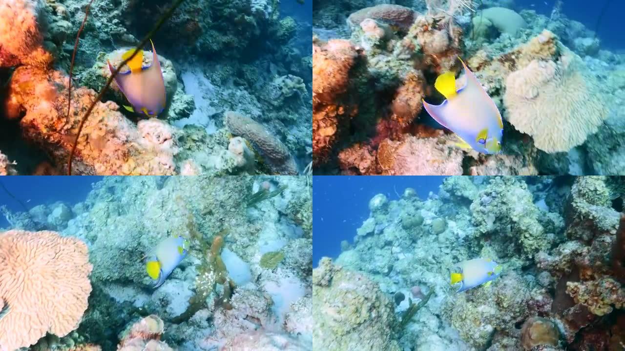 库拉索岛加勒比海珊瑚礁中的皇后神仙鱼