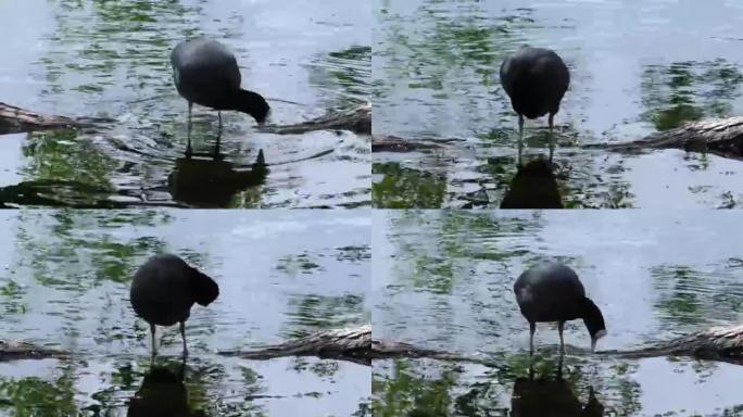 鸭蛋白卷漂浮在水面上。