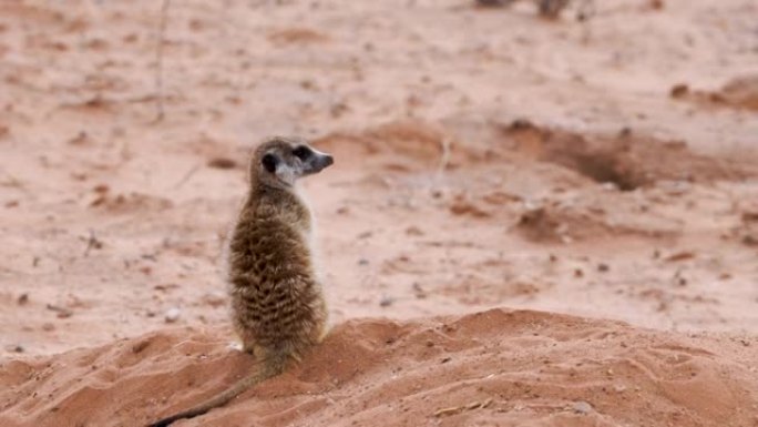 Backshot-猫鼬在南非Upington的Kalahari沙漠的洞口附近寻找捕食者。