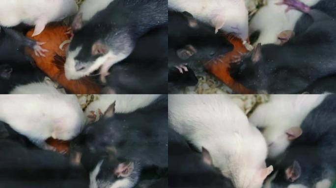 老鼠。一只白色和黑色的老鼠吃胡萝卜。