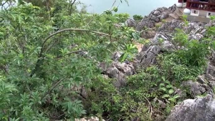 抚仙湖海岸的植物在山雾背景景观上。