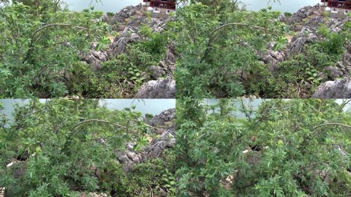 抚仙湖海岸的植物在山雾背景景观上。