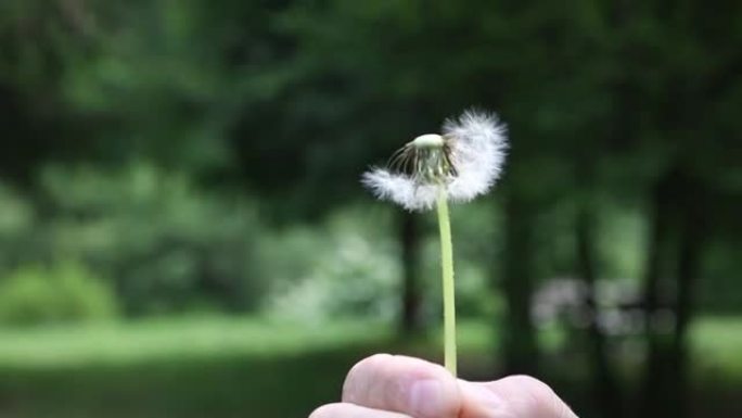 绿树或森林背景上的雨