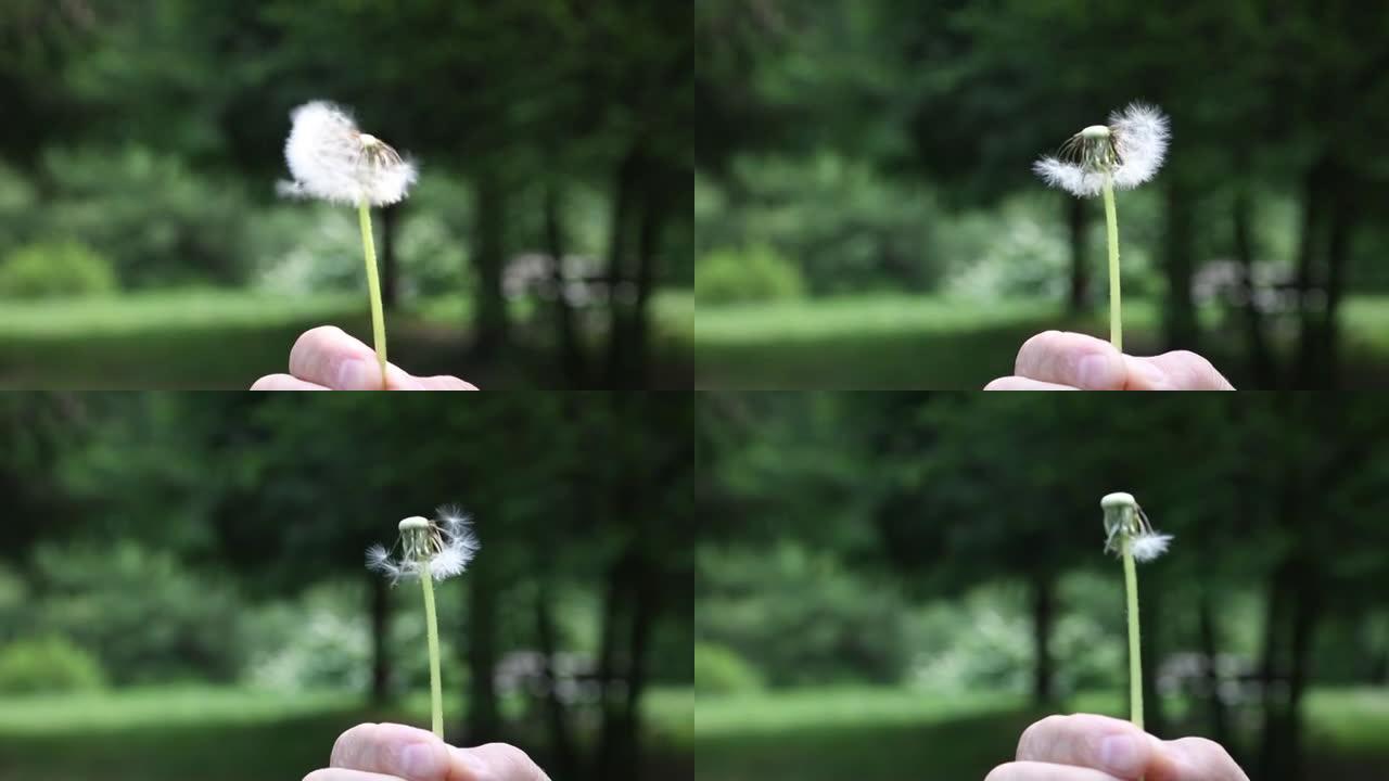 绿树或森林背景上的雨