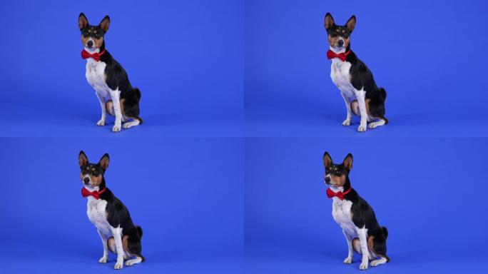 Basenji打着一个红色的领结，看着镜头。画室里的宠物，蓝色背景。缓慢的运动。近距离