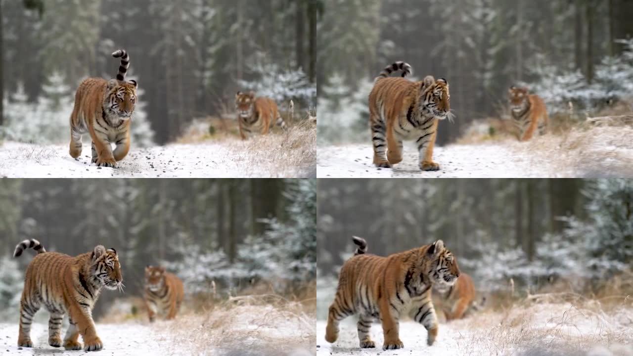 雪林中的两只老虎，走在小路上。以100fps记录的慢动作。