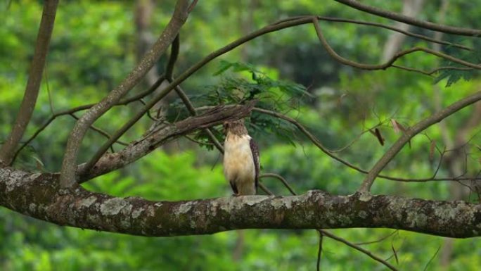 幼冠巨蛇鹰 (Spilornis cheela): 斯里兰卡