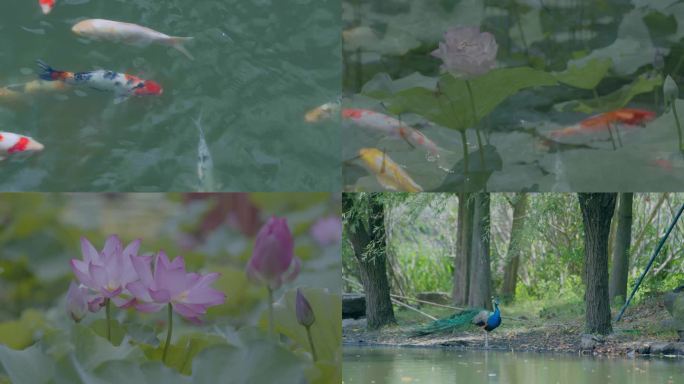 金鱼锦鲤荷花孔雀黑天鹅