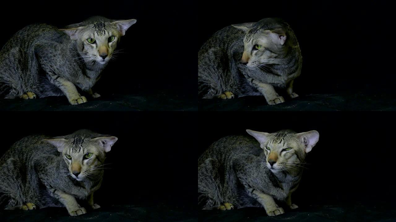 特写肖像: 可爱的暹罗猫