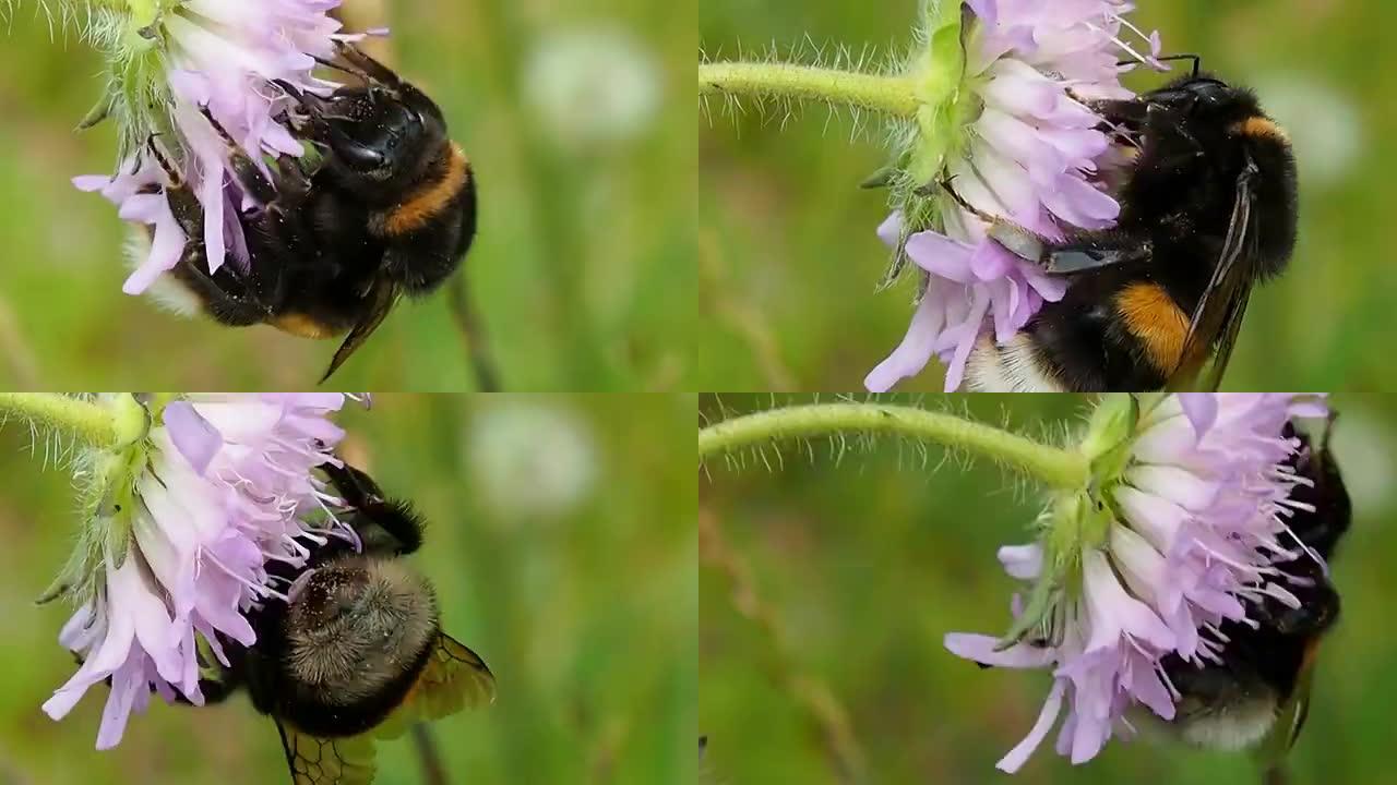 蜜蜂从花中收集花蜜长鼻。