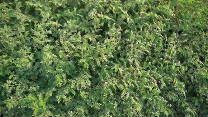 新鲜的绿色鹰嘴豆田，鹰嘴豆在印地语中也被称为harbara或harbhara，Cicer是学名，