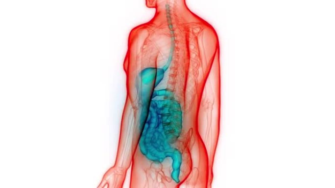 人体消化系统解剖动画概念