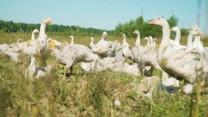 一群可爱的小白家鹅在阳光明媚的金色夏日乡村风景中快乐地行走。高增益效应。4k分辨率。景深