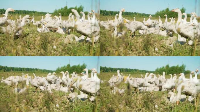 一群可爱的小白家鹅在阳光明媚的金色夏日乡村风景中快乐地行走。高增益效应。4k分辨率。景深
