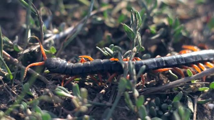 野外的scolopendra蜈蚣