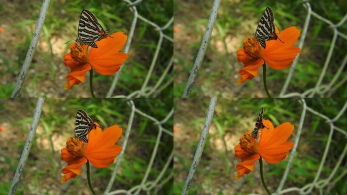 帝王蝶在红色花朵的细节视图特写。特写蝴蝶视图收集Netcra从花。老虎蝴蝶的特写镜头。野生蝴蝶在花上