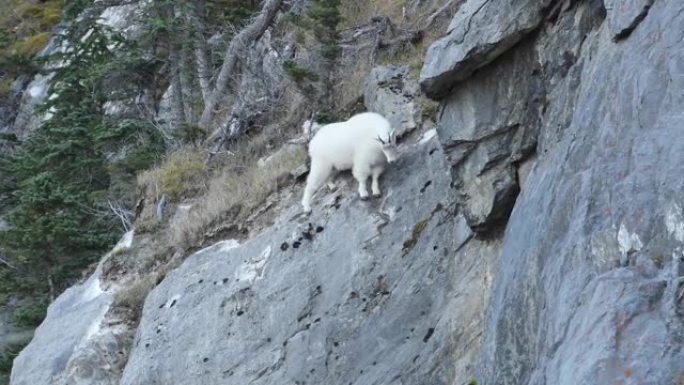 加拿大落基山脉的山羊