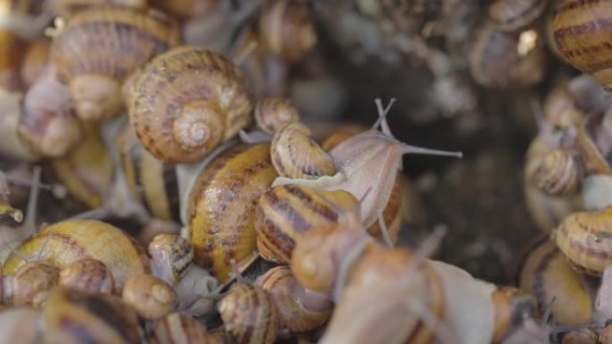 蜗牛特写。农场里的蜗牛特写。食用蜗牛的工业化养殖